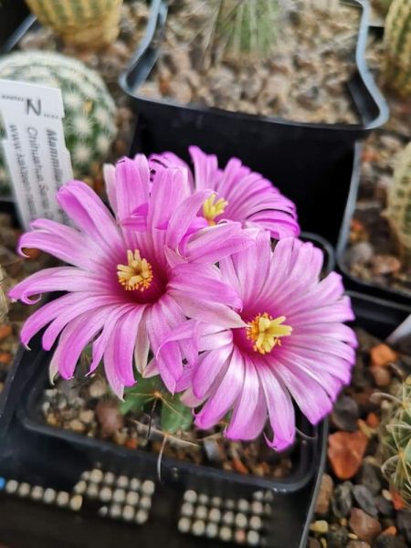 Mammillaria wilcoxii